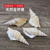 natural shell Conch Reaper torch Small snails fish tank Landscaping decorate diy manual Wind chime shot prop wholesale natural shell Conch Reaper torch Small snails fish tank Landscaping decorate diy manual Wind chime shot prop wholesale