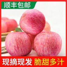 洛川苹果净重10斤新鲜水果脆甜陕西红富士苹果产地直发批发