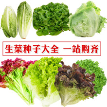 四季奶油生菜种子阳台四季播口感好可生吃生菜种种籽蔬菜种苗孑