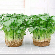 新鲜黄金边兰草苗木龙舌莲龙蛇兰叶子虎皮兰叶片中草药