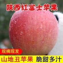当季陕西红富士苹果山地丑苹果膜袋苹果应季水果冰糖心非批发整箱