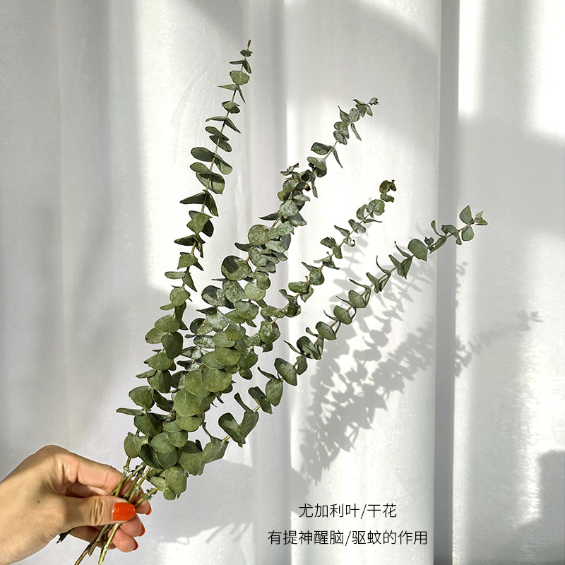尤加利叶干花花束天然风干树枝创意装饰摆件ins拍照道具永生花