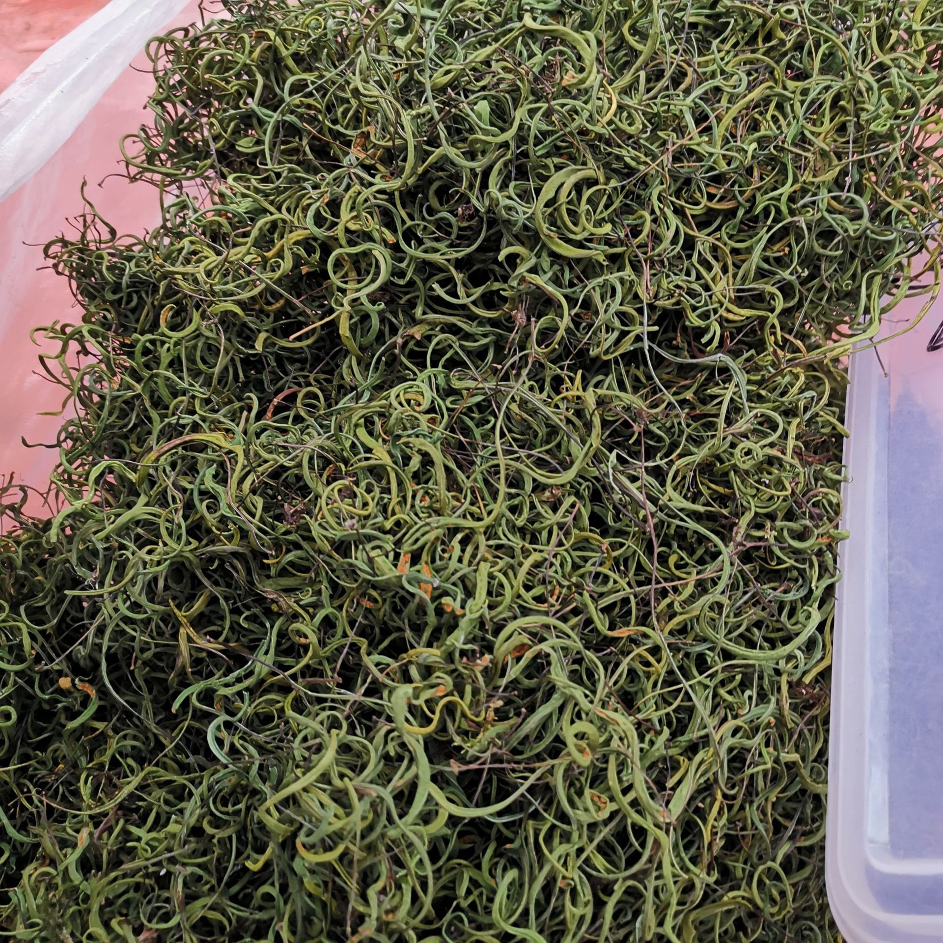 中药材化石草长白山 孢子肾精草肾精经茶 化石草 50g