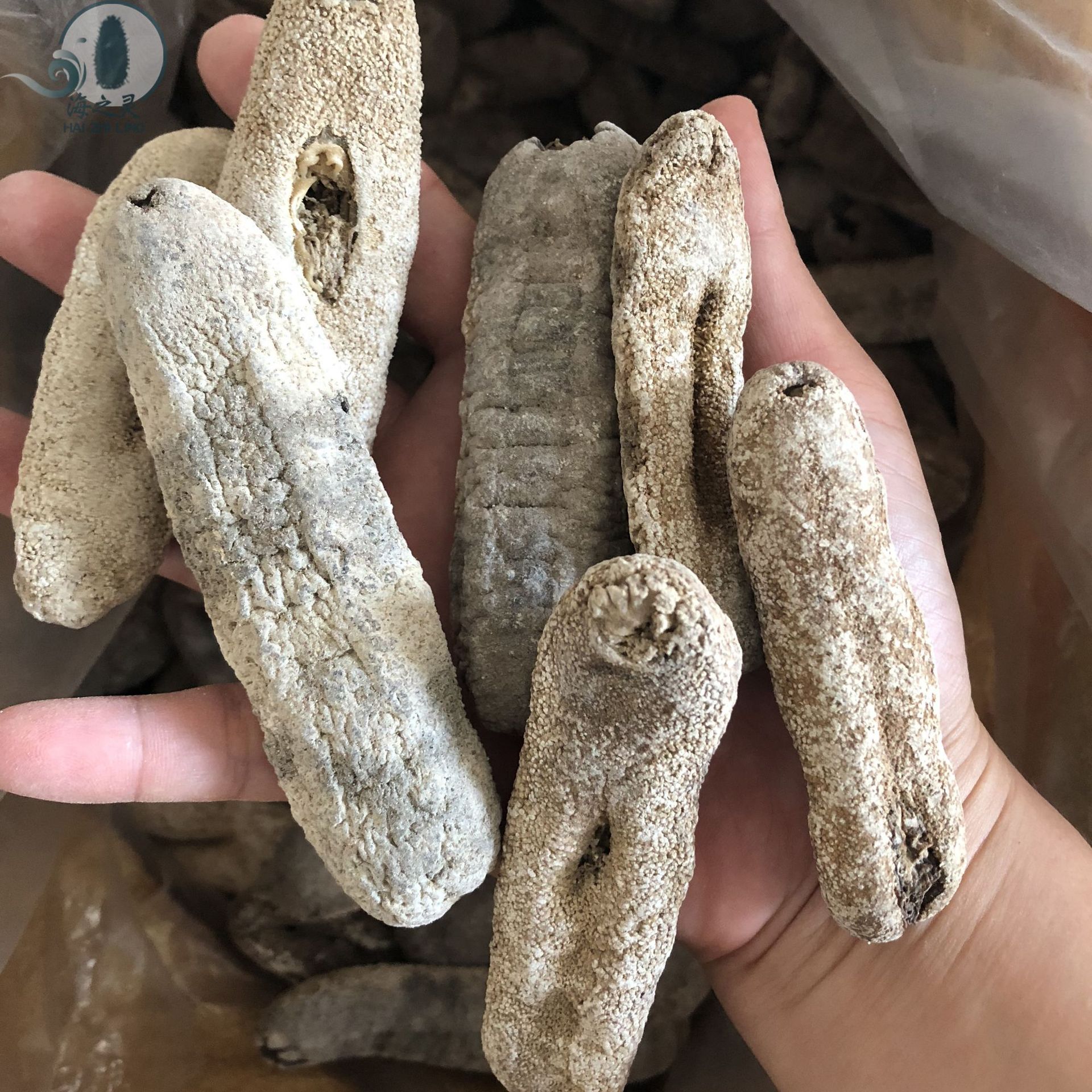 批发白虎皮参红虎皮参皮薄 17头9.8干无破皮水发海参干货全国专供