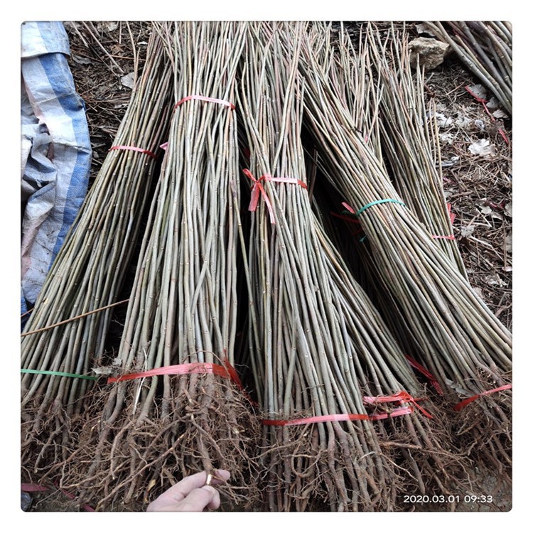 2公分香椿苗种植基地 当年采芽香椿苗 质量可靠访问热度高-阿里巴巴