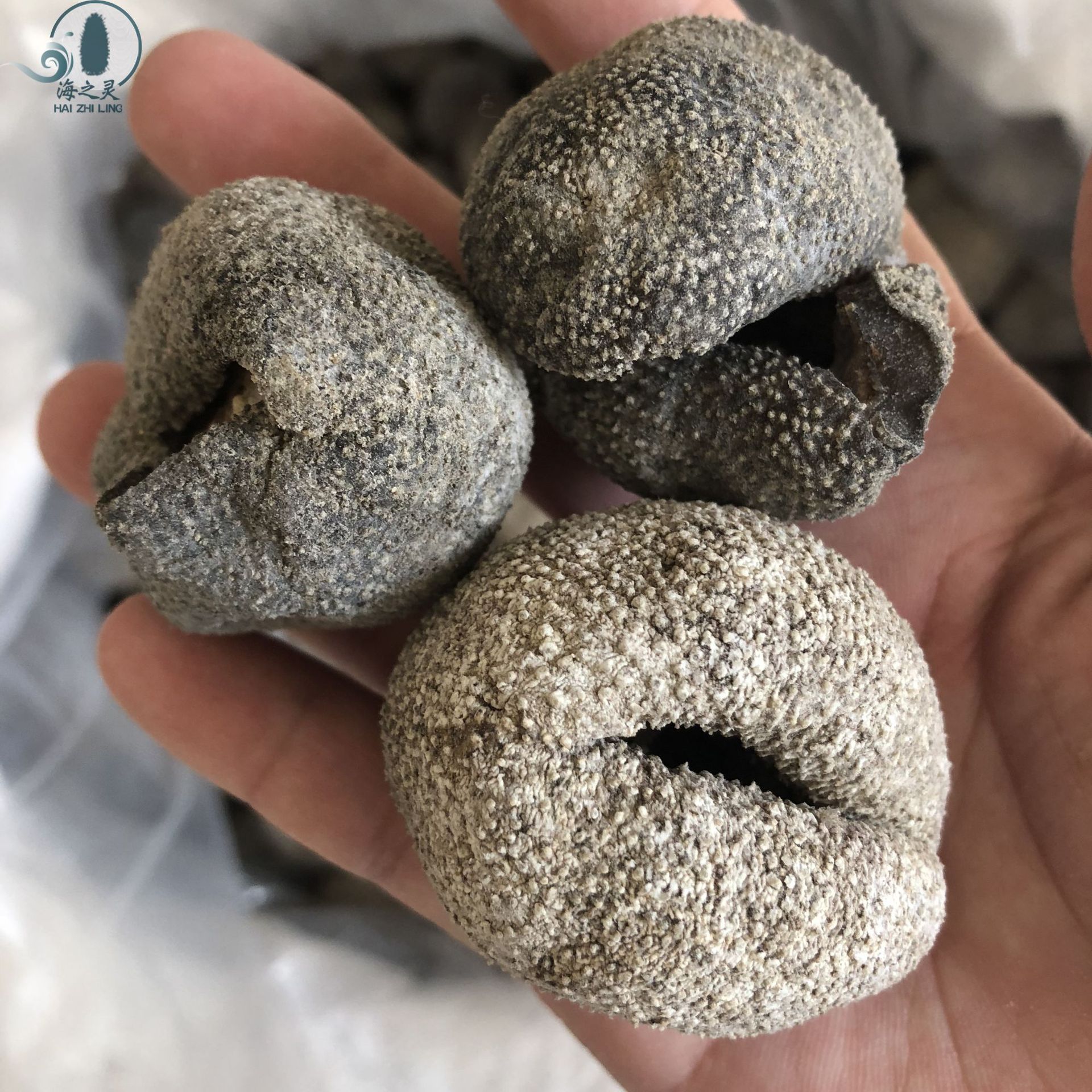 大头珍珠参批发 龙眼参 乌圆球参 小球参个大够熟好9.