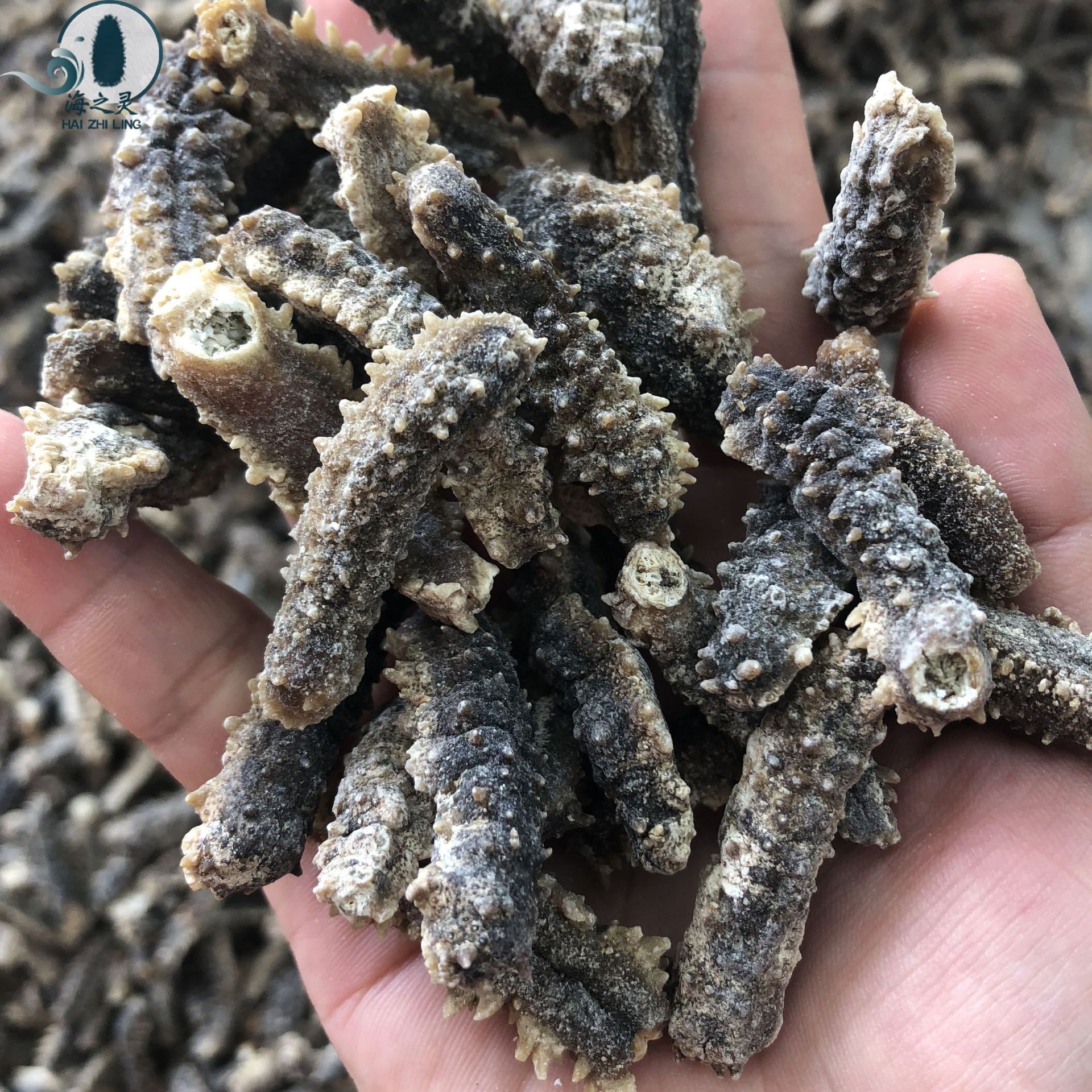 黑刺参去皮黑刺王参刺黄参180头足干 刺好淡干无盐供全国海参干货