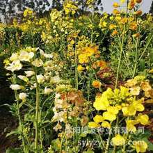 批发秋播观赏油菜子油菜花种子  油菜花是十字花科、芸薹属二年生