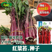 红菜苔种子 农田菜园嫩脆红菜心紫菜薹红油菜芯籽紫菘蔬菜种子