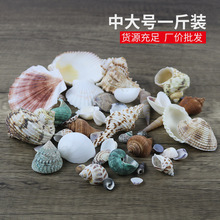 天然贝壳小海螺大海星白贝壳微景观鱼缸装饰水族造景厂家批发一斤