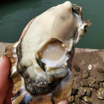 生蚝鲜活批发原产地一手货源山东海鲜水产新鲜生蚝肉牡蛎