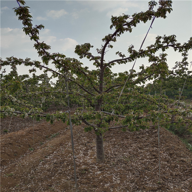 推选早熟樱桃苗 1公分齐早樱桃苗价格 齐早樱桃苗种植商家-阿里巴巴