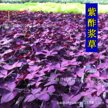 紫叶酢浆草种球 幸运草 紫蝴蝶办公桌面室内盆栽花卉紫叶酢浆草