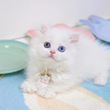 异瞳狮子猫山东临清狮猫鸳鸯眼双蓝眼长毛本土宠物猫性格温顺幼猫