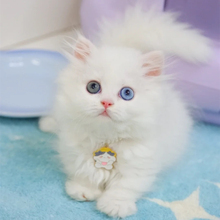 异瞳狮子猫山东临清狮猫鸳鸯眼双蓝眼长毛本土宠物猫