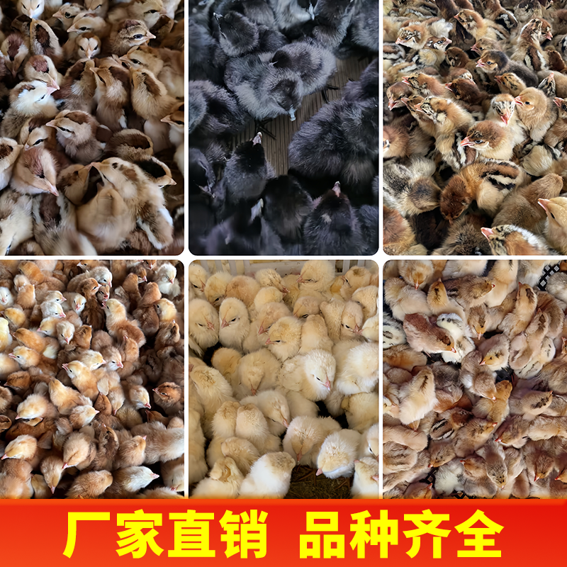 【50只装】小鸡活苗三黄鸡五黑鸡苗活体青脚麻鸡土鸡九斤红鸡幼苗