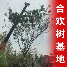 18公分合欢树 基地-销售8-35公分合欢树 园林绿化工程苗木批发