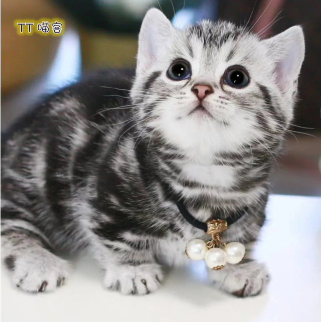 美短虎斑起司加白美国短毛猫矮脚银棕幼猫宠物猫咪活体曼基康猫舍