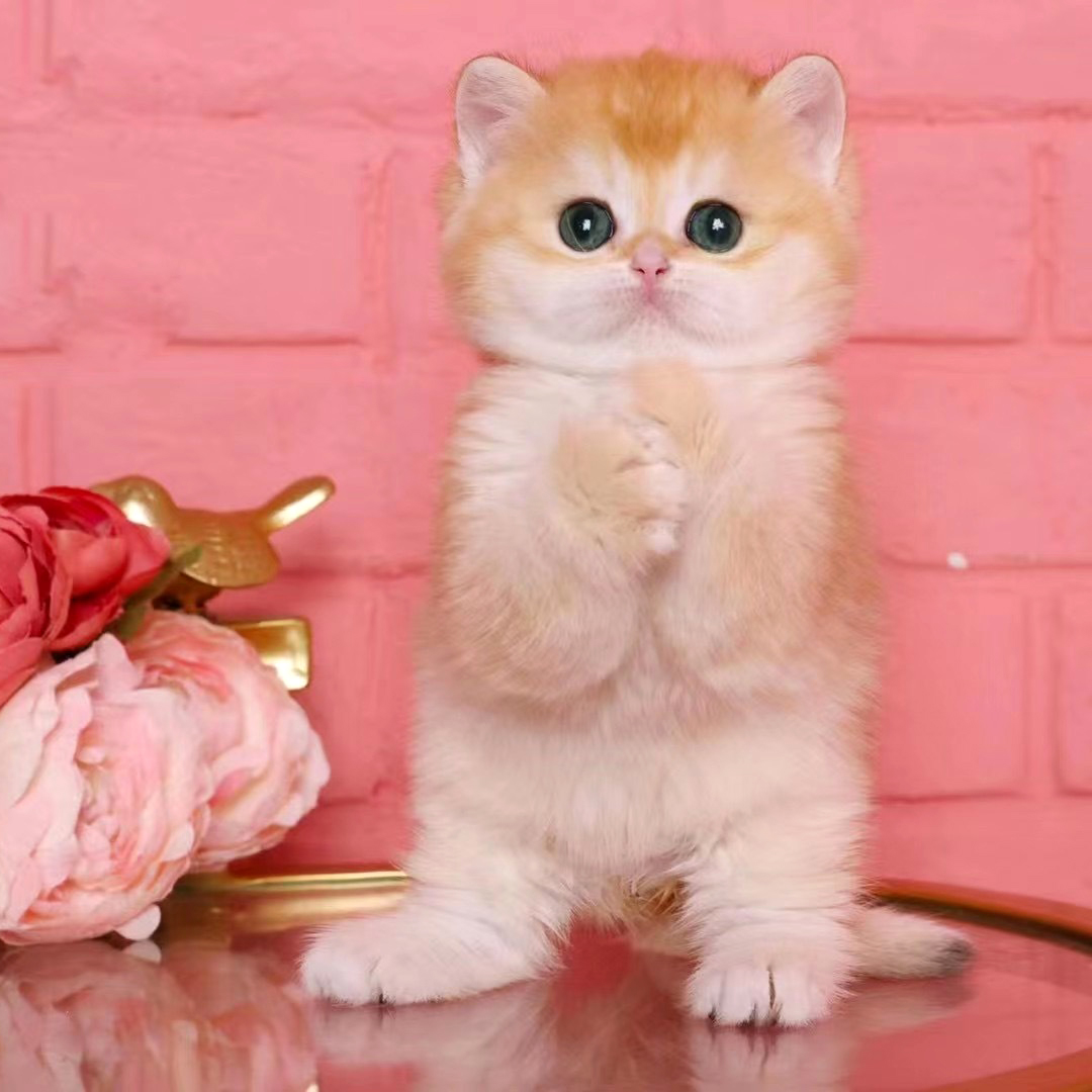 纯种金渐层猫活体矮脚猫折耳小猫活物英短银渐层幼猫宠物猫咪幼崽