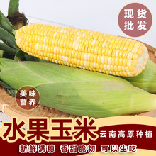 云南新鲜蔬菜水果玉米 爆浆甜糯玉米当季甘甜玉米棒一件代发包邮
