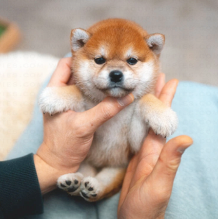 出售柴犬幼犬活体幼崽纯种日本柴犬豆柴秋田犬中小型家养宠物狗狗