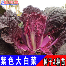紫裔紫宝紫色大白菜种子红白菜籽特色结球圆白菜种籽春秋原装20粒