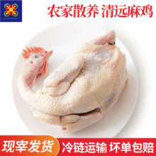 常年供应养殖100天清远麻鸡开膛净重2-4斤鸡肉适宜蒸白切盐焗鸡