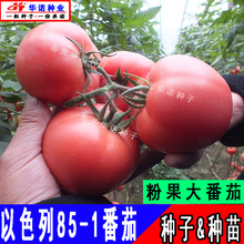 以色列85-1粉柿子种籽粉果大番茄种子西红柿籽毛粉大硬果柿子