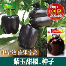 紫玉甜椒种子 农田菜地可盆栽杂交中熟大果肉厚紫甜灯笼椒蔬菜籽