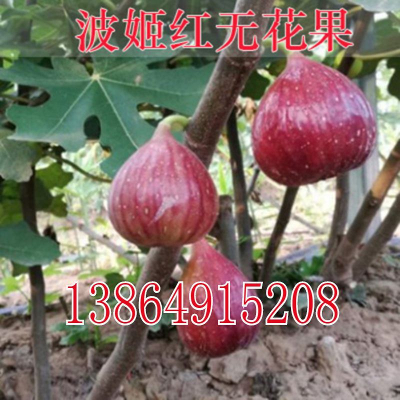 波姬红无花果树苗盆栽地栽南方北方种植波姬红无花果树苗