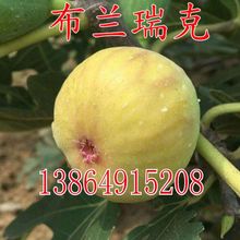 盆栽地栽无花果 布兰瑞克 无花果苗 南方北方种植果树苗