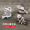 natural Conch shell Black Senju Hermit Crab replace fish tank Landscaping diy wholesale natural Conch shell Black Senju Hermit Crab replace fish tank Landscaping diy wholesale