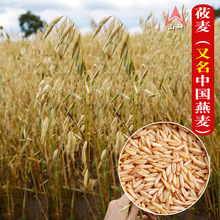 特色莜麦牧草种子中国燕麦种子高产量饲料高营养热卖春秋季种植