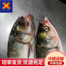水产批发白阳雨白鲢鱼鱼头 冷冻食材餐饮自助餐烧烤鱼头 水产海鲜