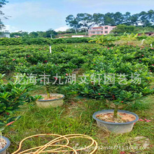 福建四季茶基地批发价格1-2米高四季山茶花移植规格齐全
