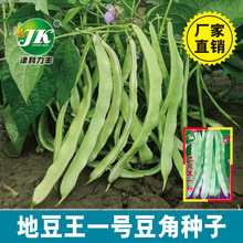 地豆王一号种子不搭架豆角种籽白色宽扁芸豆易种盆栽菜园春秋菜籽