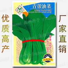 青帮油菜种籽 少纤维 四季易种活青邦菜青梗菜小白菜蔬菜种子批发