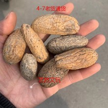 2019年老货千眼菩提子老果原籽通货菩提非洲一手货源大果厂家批发