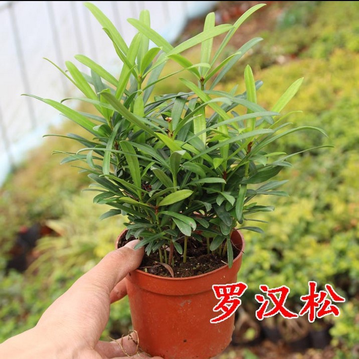 带盆 室内 盆栽 花卉 植物 罗汉松 迷你绿植创意桌面小盆景树苗