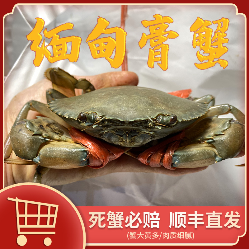 aa膏蟹缅甸母蟹膏蟹空运 孟加拉青蟹鲜活 螃蟹1只170g左右香辣蟹