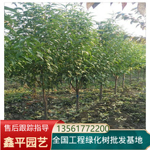 园林批发庭院栽植绿化苗木4-5-6-7-8公分龙柱桃 红叶碧桃树苗