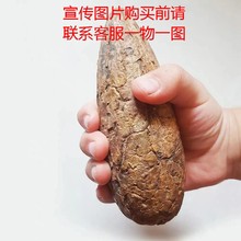 艺然文玩2024年非洲千眼菩提子新货白果货源 鳄鱼果大果胖果绿果