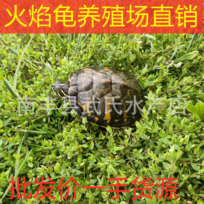 火焰龟苗大小乌龟活体红腹深水龟宠物观赏水族金鱼养殖场批-阿里巴巴