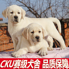 拉布拉多幼犬两个月,母的,骨架超大纯种拉布拉多,不在