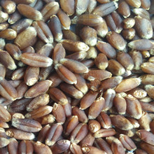 去石可直接加工的农大876黑小麦原粮批发五谷杂粮黑小麦每袋60斤