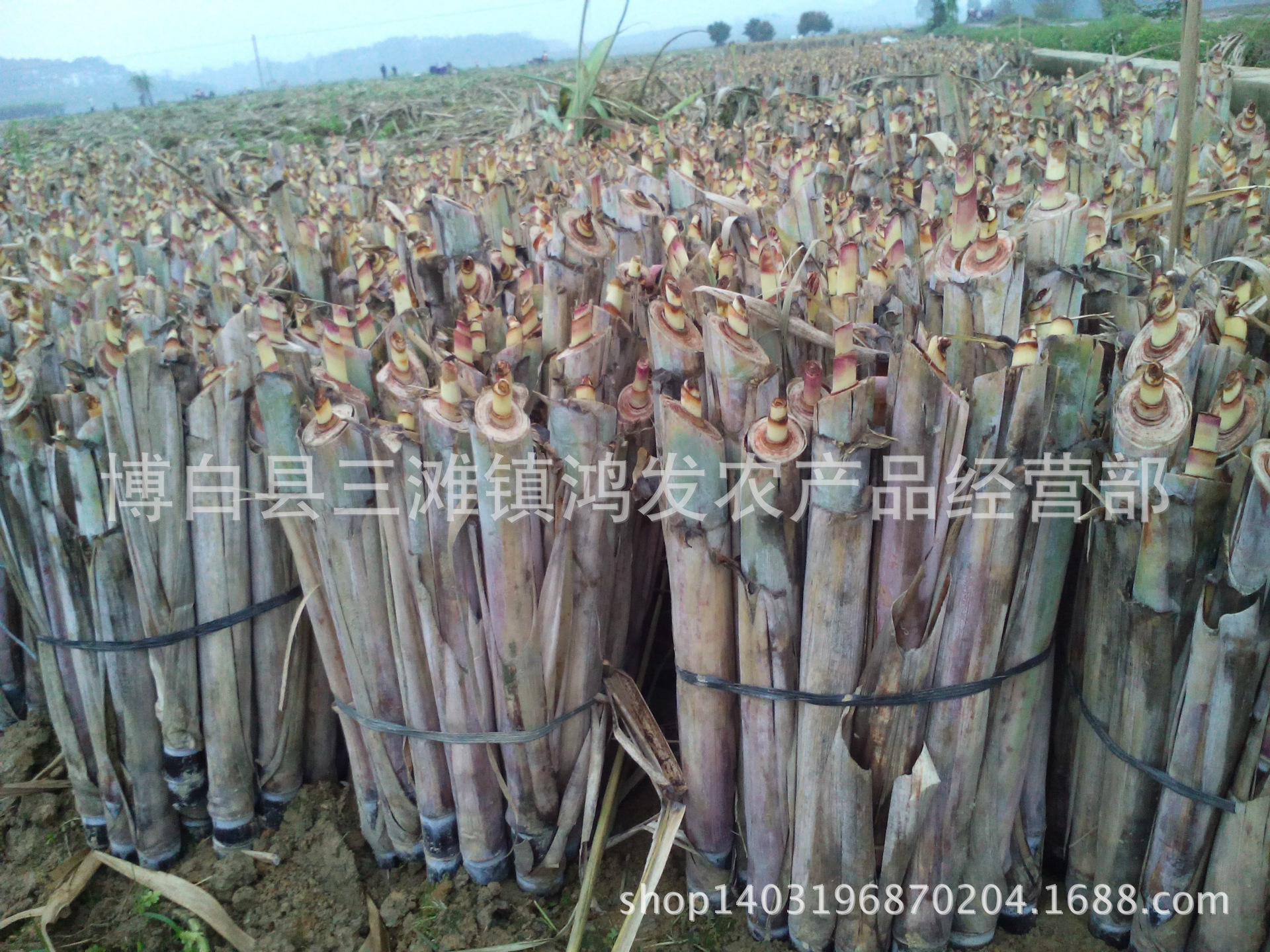 黑皮甘蔗种 甘蔗种子 黑皮甘蔗种苗 大量上市-阿里巴巴