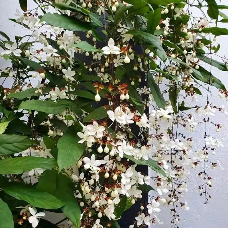 垂丝茉莉花盆栽花苗白蝴蝶客厅室内开花垂吊花卉植物花-阿里巴巴