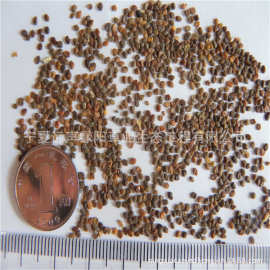 6%牧草种子四倍体黑麦草种籽冬牧70黑麦草种耐寒鸡鸭鹅猪牛羊鱼草籽