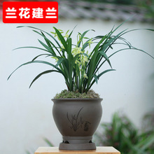 盆栽花卉建兰花苗  蝉兰 墨兰苗 春兰苗 大花蕙兰苗 当年开花