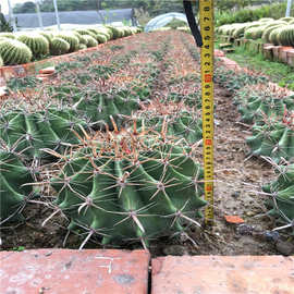 仙人球巨鹫玉20公分 强刺球属 沙漠景观植物批发大型多浆植物